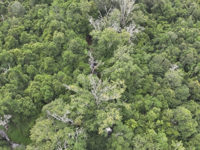Hunting Land for Sale along Caney Creek in Evangeline Parish - image 9