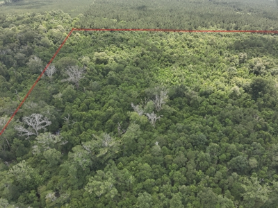 Hunting Land for Sale along Caney Creek in Evangeline Parish - image 8