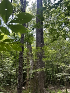 Hunting Land for Sale along Caney Creek in Evangeline Parish - image 4