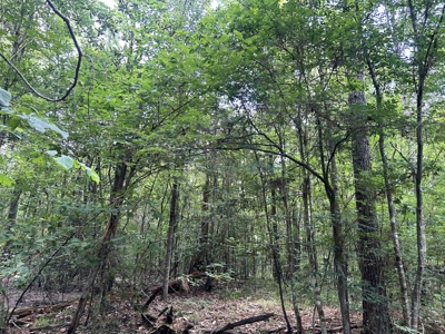 Hunting Land for Sale along Caney Creek in Evangeline Parish - image 5