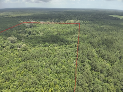 Hunting Land for Sale along Caney Creek in Evangeline Parish - image 10