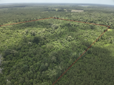 Hunting Land for Sale along Caney Creek in Evangeline Parish - image 6