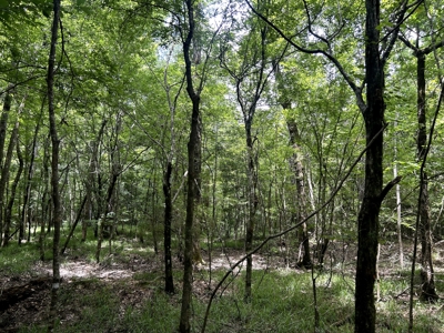 Hunting Land for Sale along Caney Creek in Evangeline Parish - image 1