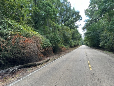 Hardwood Creek-Pine Land W/ Road for Sale near Oakdale, LA - image 2