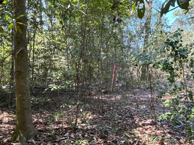 Hardwood Creek-Pine Land W/ Road for Sale near Oakdale, LA - image 8
