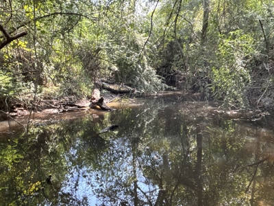 Hardwood Creek-Pine Land W/ Road for Sale near Oakdale, LA - image 6