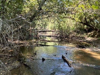 Hardwood Creek-Pine Land W/ Road for Sale near Oakdale, LA - image 1