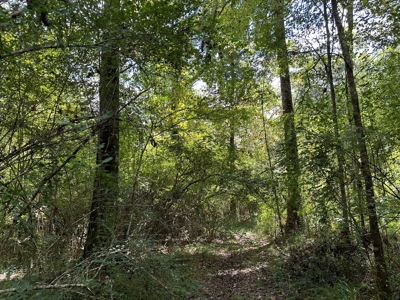 Hardwood Creek-Pine Land W/ Road for Sale near Oakdale, LA - image 4