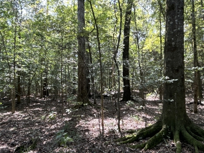 Hardwood Creek-Pine Land W/ Road for Sale near Oakdale, LA - image 5