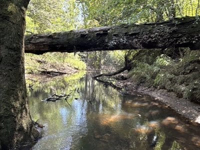 Hardwood Creek-Pine Land W/ Road for Sale near Oakdale, LA - image 7