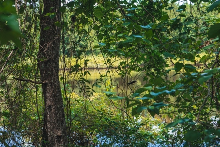 Downsville 85 - Union Parish Timberland for Sale - image 33