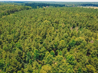 Downsville 85 - Union Parish Timberland for Sale - image 12