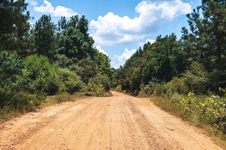 Downsville 85 - Union Parish Timberland for Sale - image 25