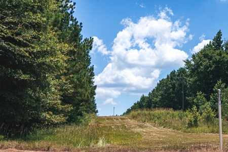 Downsville 85 - Union Parish Timberland for Sale - image 19