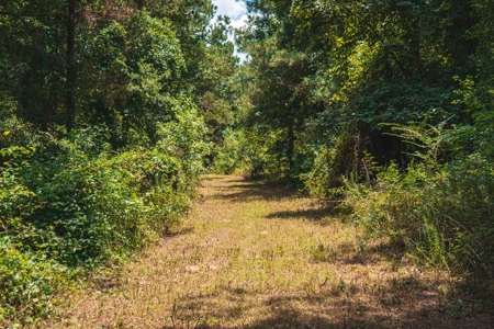 Downsville 85 - Union Parish Timberland for Sale - image 30