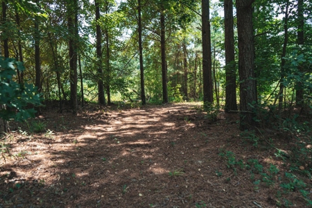 Downsville 85 - Union Parish Timberland for Sale - image 39
