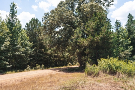 Downsville 85 - Union Parish Timberland for Sale - image 23