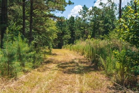 Downsville 85 - Union Parish Timberland for Sale - image 27
