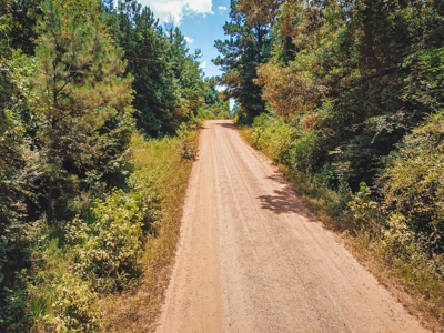 Downsville 85 - Union Parish Timberland for Sale - image 14