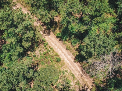 Downsville 85 - Union Parish Timberland for Sale - image 13