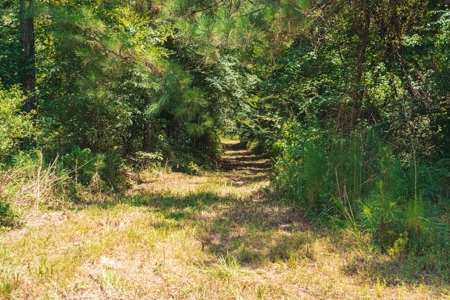Downsville 85 - Union Parish Timberland for Sale - image 28