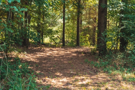 Downsville 85 - Union Parish Timberland for Sale - image 37