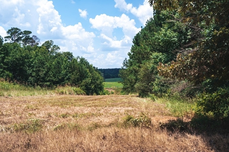 Downsville 85 - Union Parish Timberland for Sale - image 20