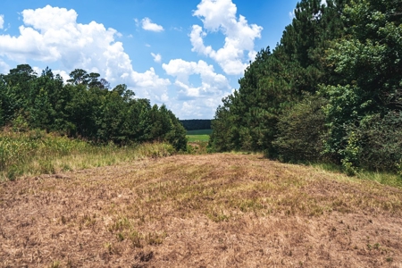 Downsville 85 - Union Parish Timberland for Sale - image 21