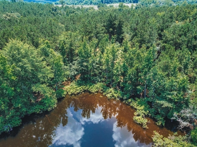 Downsville 85 - Union Parish Timberland for Sale - image 11