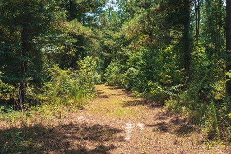 Downsville 85 - Union Parish Timberland for Sale - image 29