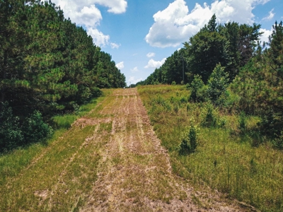 Downsville 85 - Union Parish Timberland for Sale - image 8