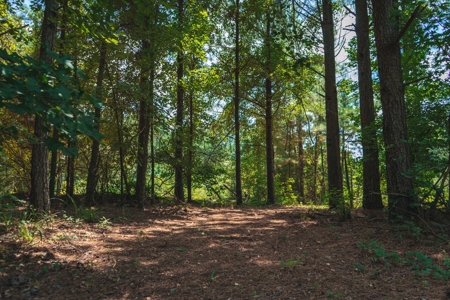 Downsville 85 - Union Parish Timberland for Sale - image 38