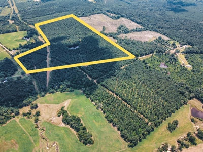 Downsville 85 - Union Parish Timberland for Sale - image 1