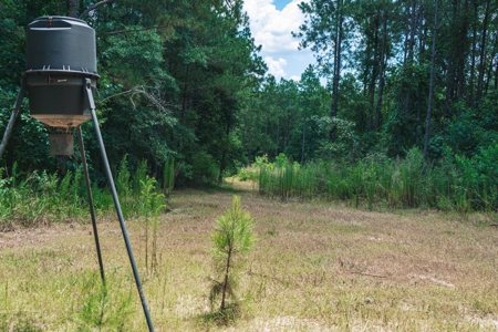 Downsville 85 - Union Parish Timberland for Sale - image 32