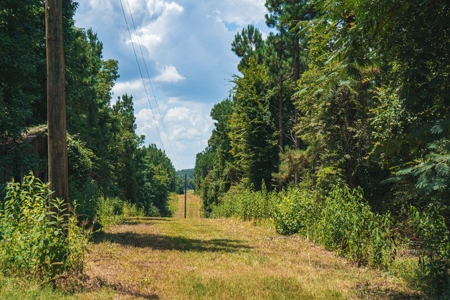 Downsville 85 - Union Parish Timberland for Sale - image 36