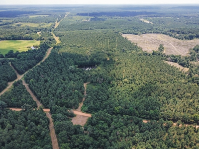 Downsville 85 - Union Parish Timberland for Sale - image 6