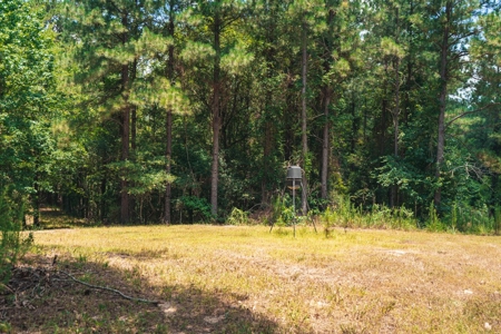 Downsville 85 - Union Parish Timberland for Sale - image 31