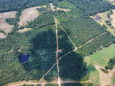Downsville 85 - Union Parish Timberland for Sale - image 2
