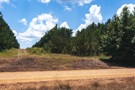 Downsville 85 - Union Parish Timberland for Sale - image 24
