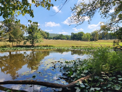 Walker Mountain Country Home Site – Near National Forest - image 12
