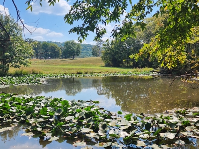 Walker Mountain Country Home Site – Near National Forest - image 4