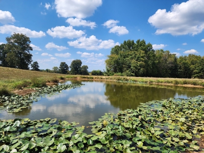 Walker Mountain Country Home Site – Near National Forest - image 13