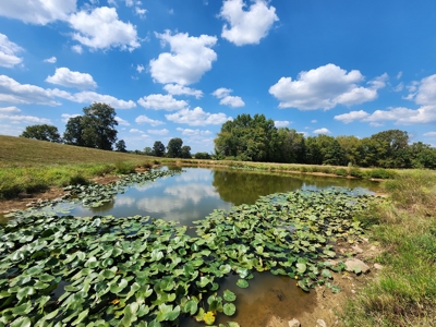 Walker Mountain Country Home Site – Near National Forest - image 3