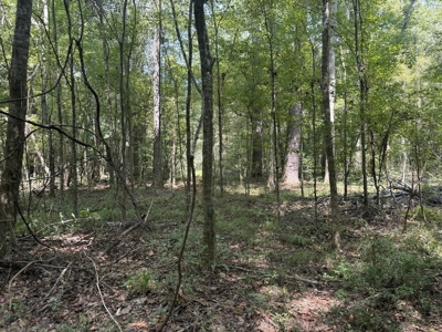 120 Acre Hunter's Paradise in South MS for Sale - image 20