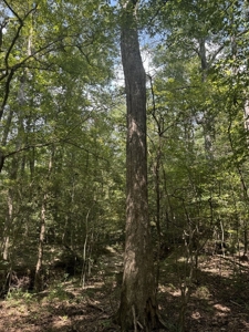 120 Acre Hunter's Paradise in South MS for Sale - image 12