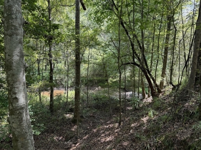 120 Acre Hunter's Paradise in South MS for Sale - image 26