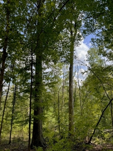 120 Acre Hunter's Paradise in South MS for Sale - image 45
