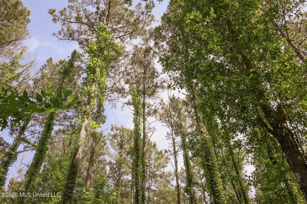 120 Acre Hunter's Paradise in South MS for Sale