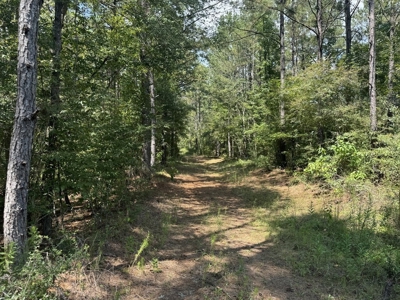 120 Acre Hunter's Paradise in South MS for Sale - image 3
