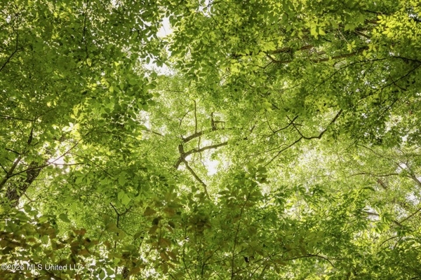 120 Acre Hunter's Paradise in South MS for Sale